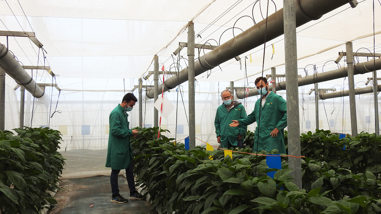 equipo de investigación pimiento en Almería