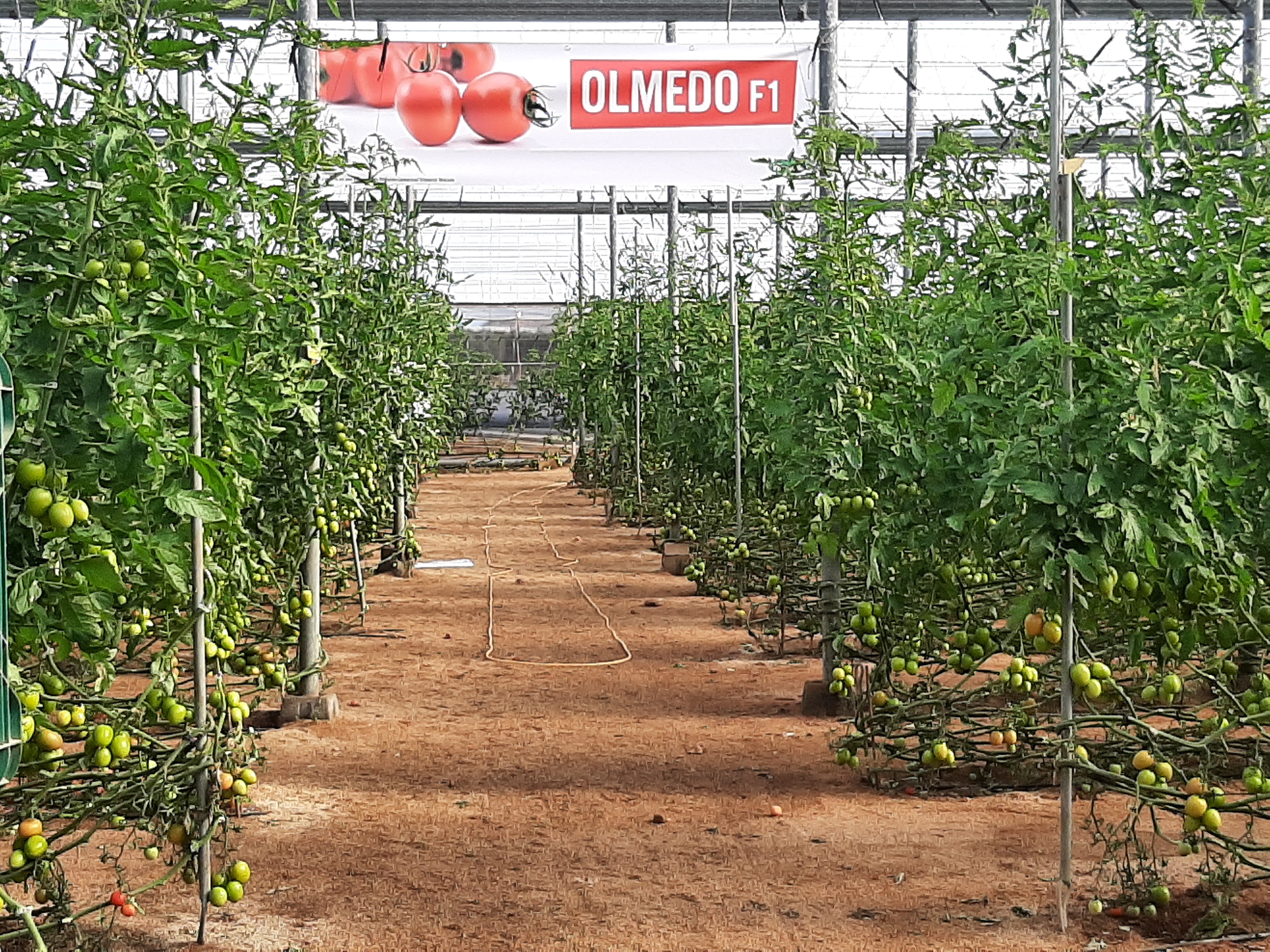 jornadas tomate olmedo