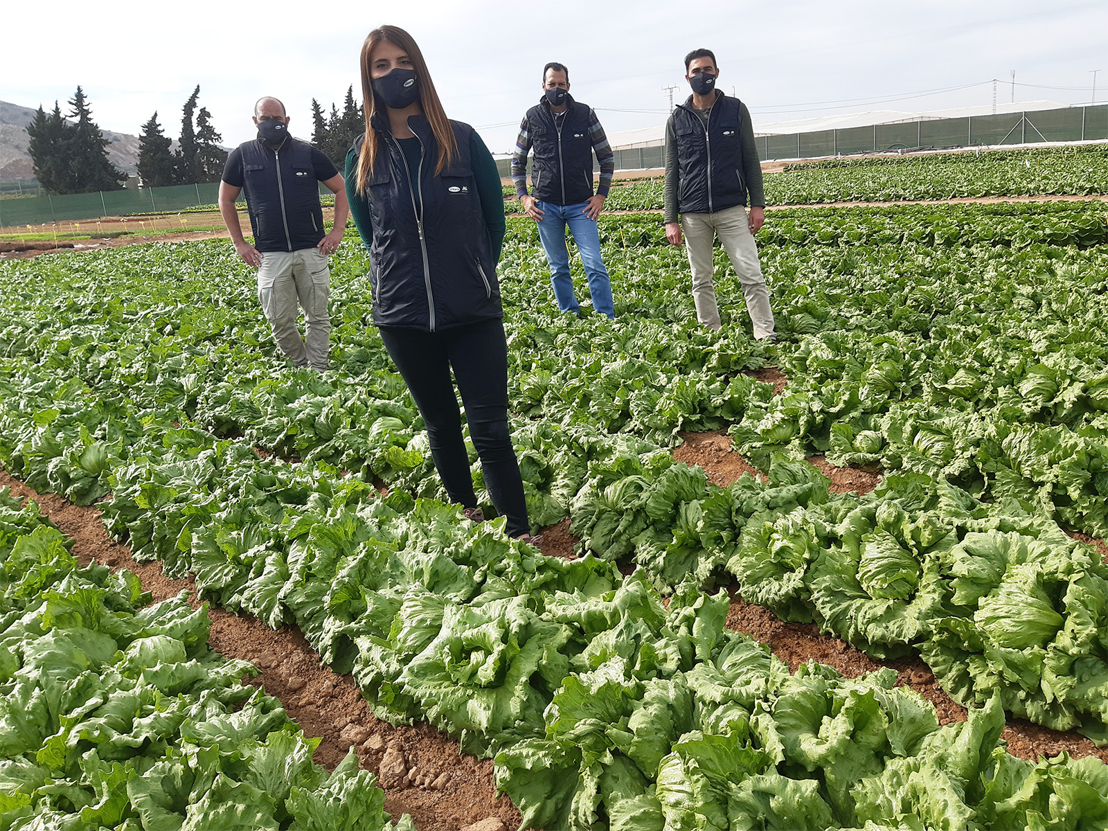 equipo de lechuga Murcia Vilmorin