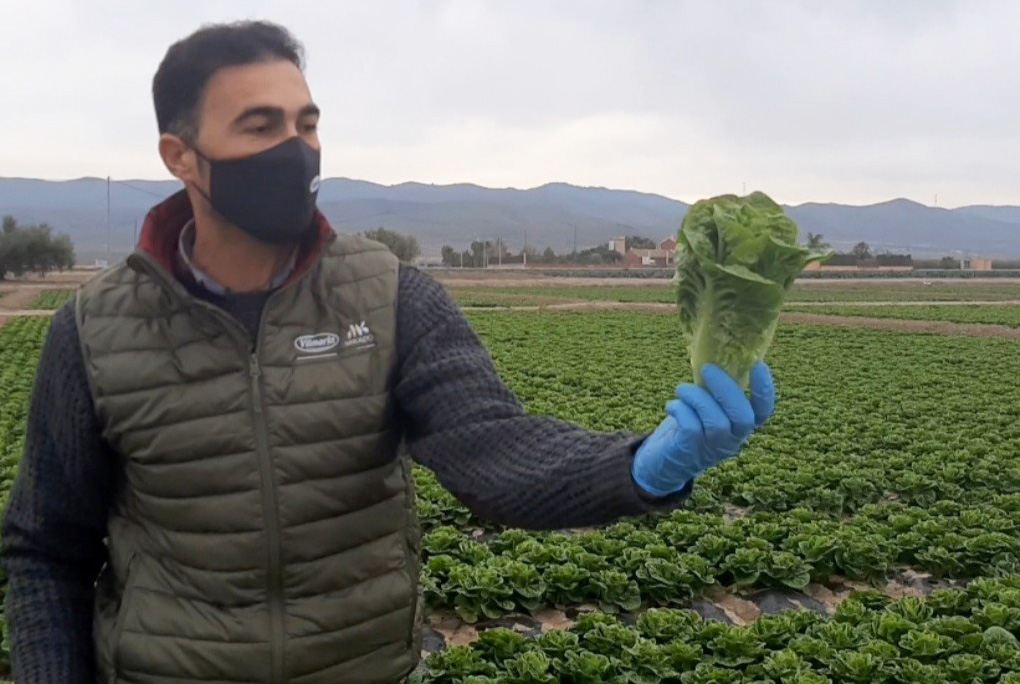 Pedro Moya ténico especialista en Lechuga de Vilmorin