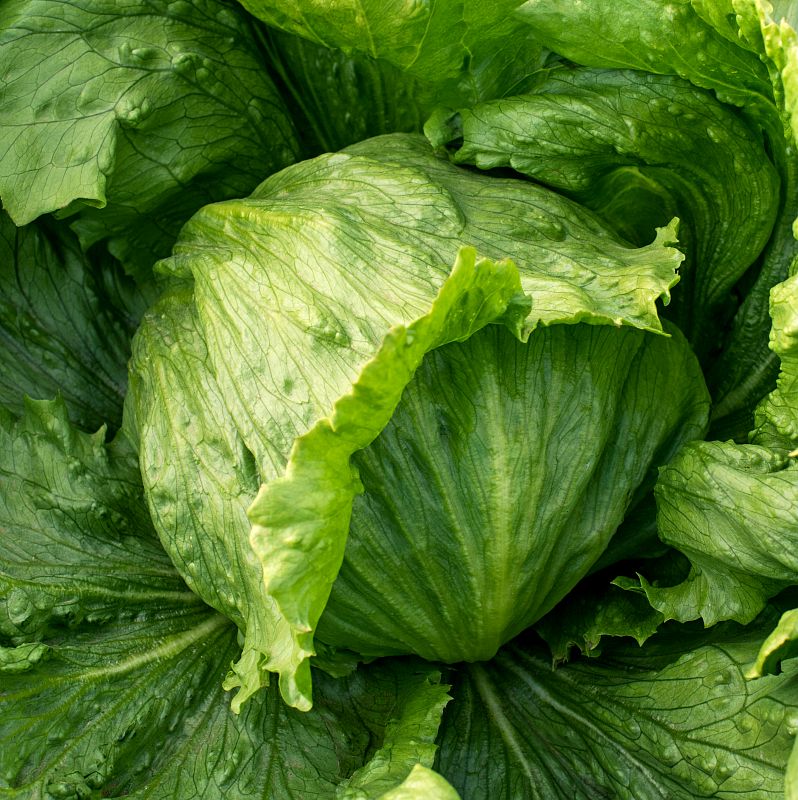 Calblanque lechuga iceberg Vilmorín