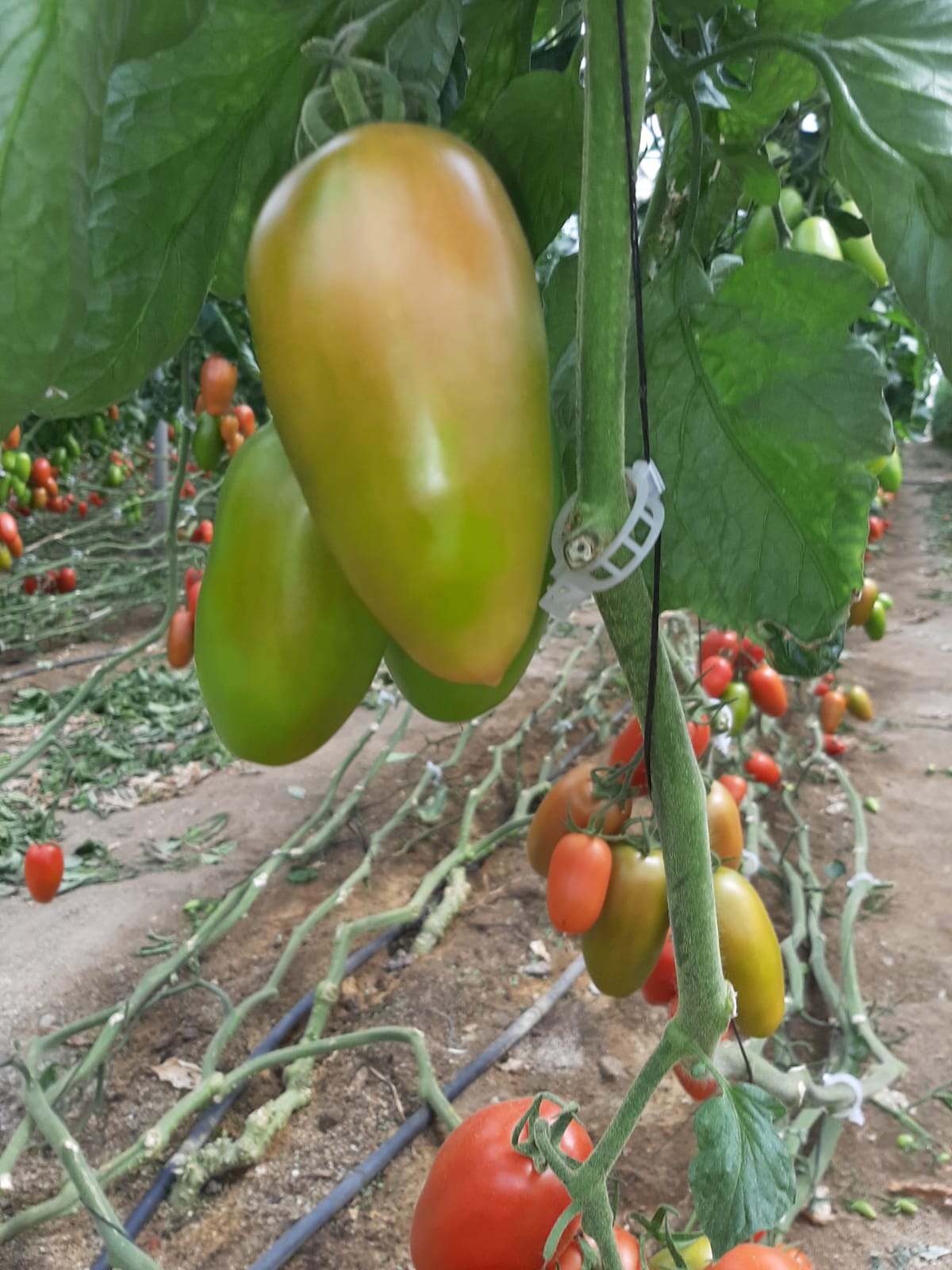 tomate San Marzano Sir Galvan de Vilmorin