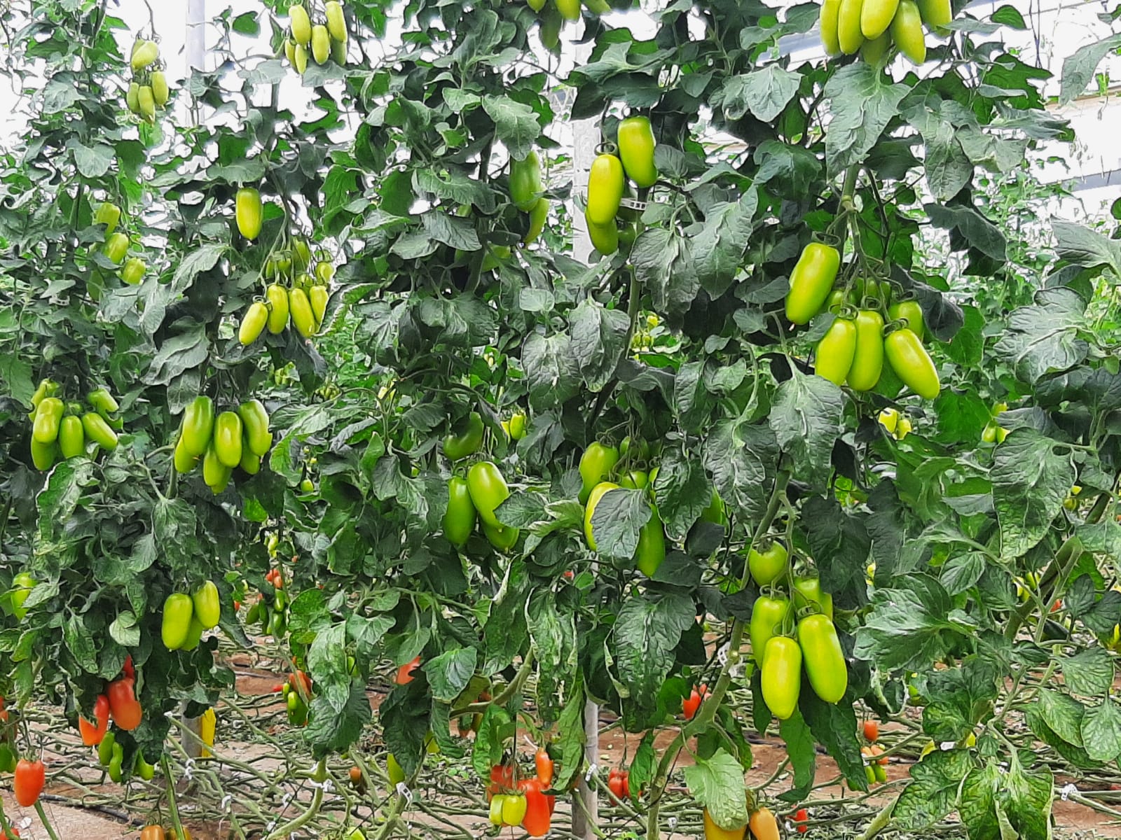 tomate San Marzano Sir Galvan de Vilmorin