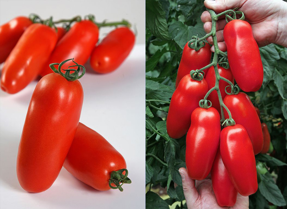 tomate Sir Galvan tipo San Marzano
