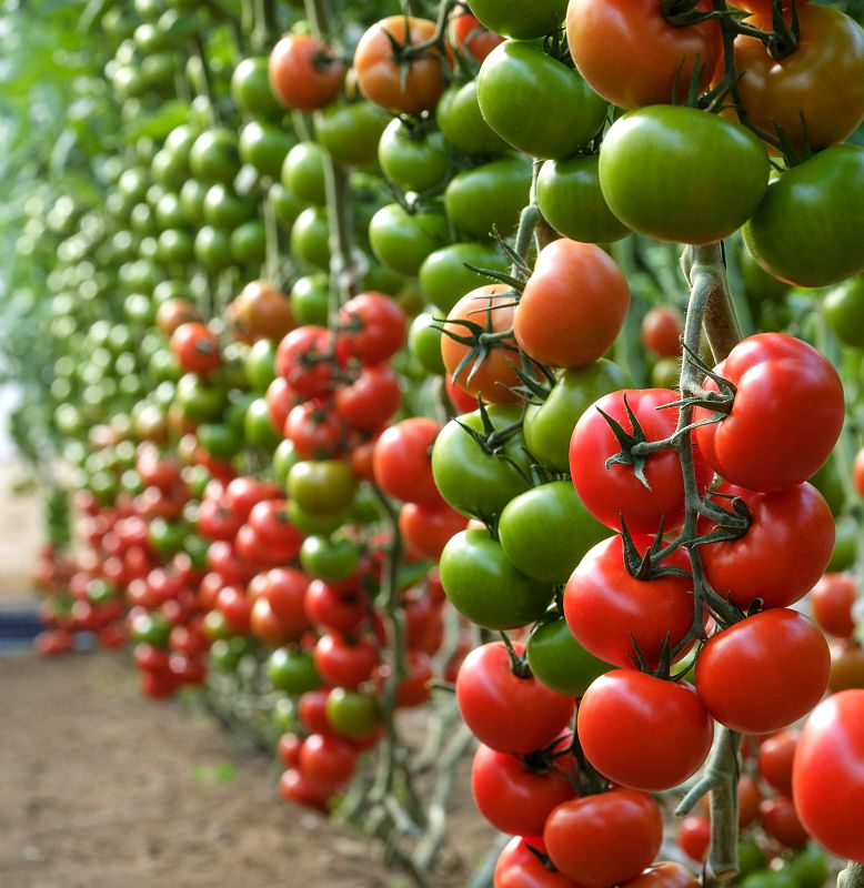 Tomate Rama Barbarela Vilmorin