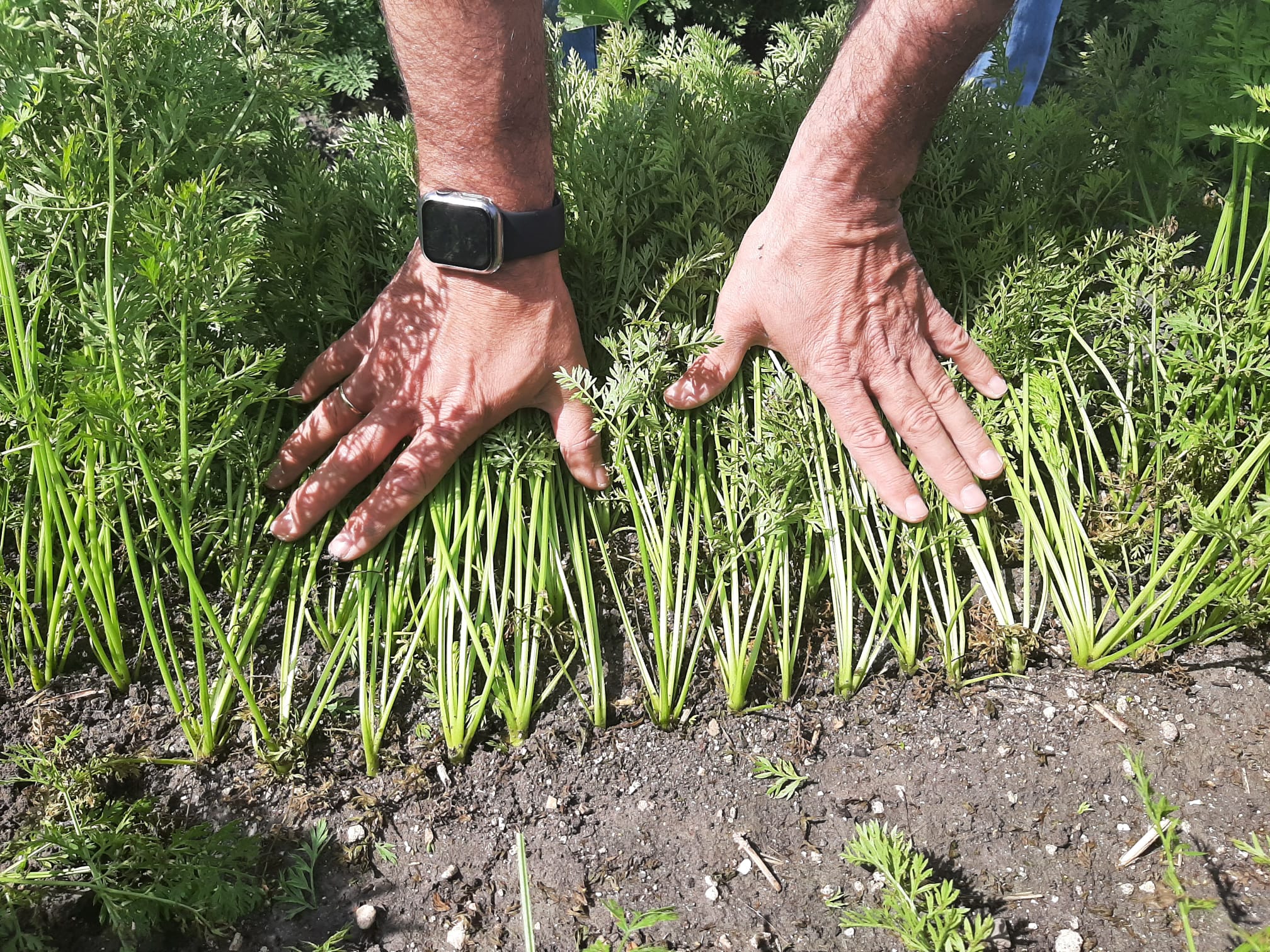 plantación de zanahoria Subito con semilla Vilrob de Vilmorin