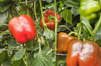 Pimiento BR0058