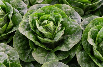 Campaña de lechuga en el Sureste español: un reto para el sector Lechuga Kalbelia