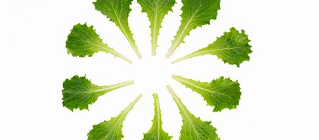 Nueva variedad Lechuga