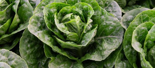 Campaña de lechuga en el Sureste español: un reto para el sector Lechuga Kalbelia