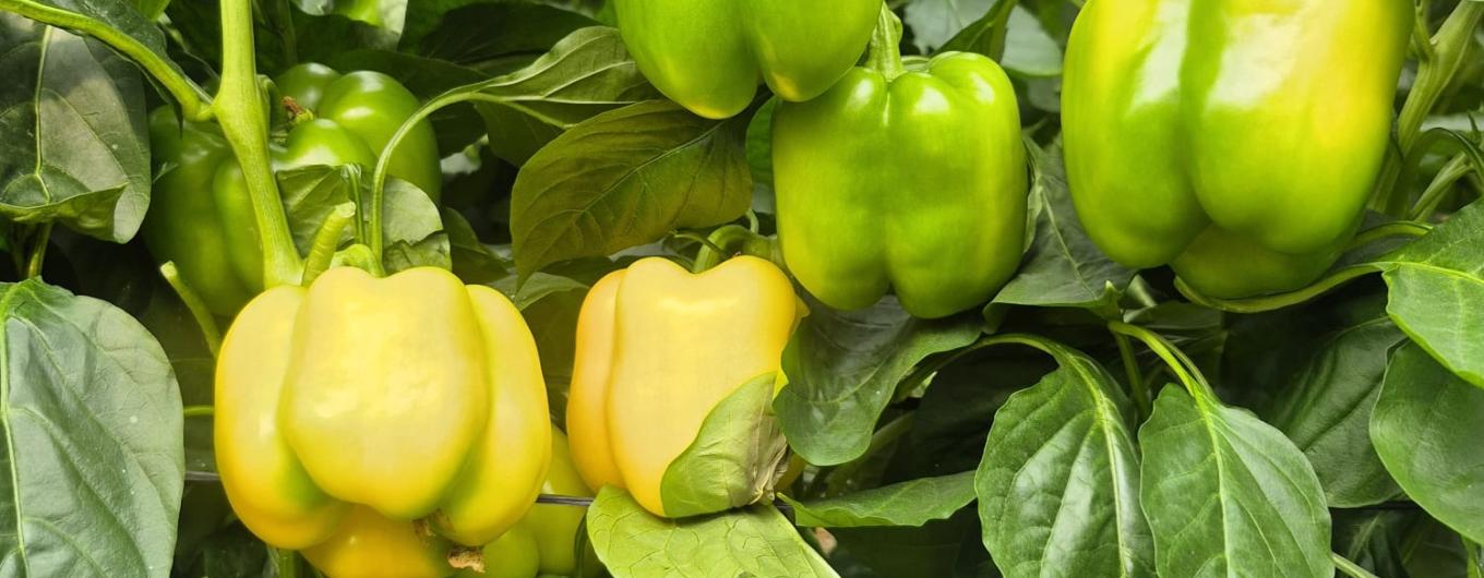 Pimiento California Amarillo – BY221306