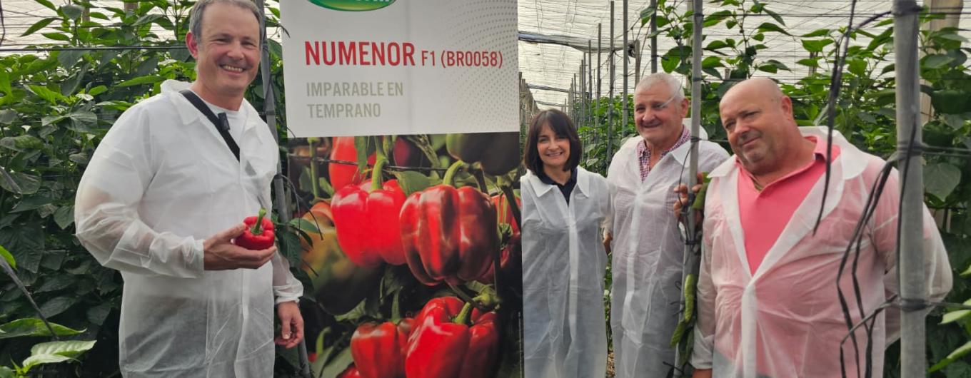 Ruta de pimiento california