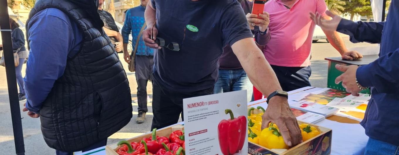 Ruta de pimiento california