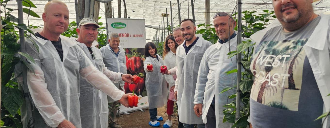 Ruta de pimiento california