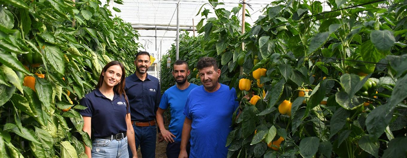 Equipo y agricultores ruta de pimiento california