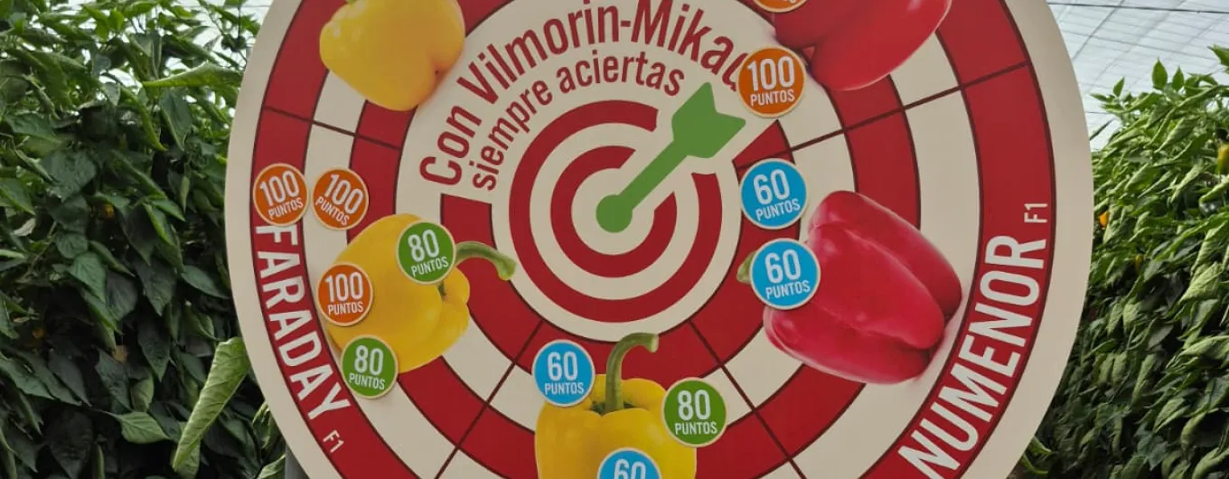 Jornadas pimiento california