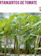 PORTAINJERTOS TOMATE