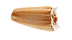 SEMILLA