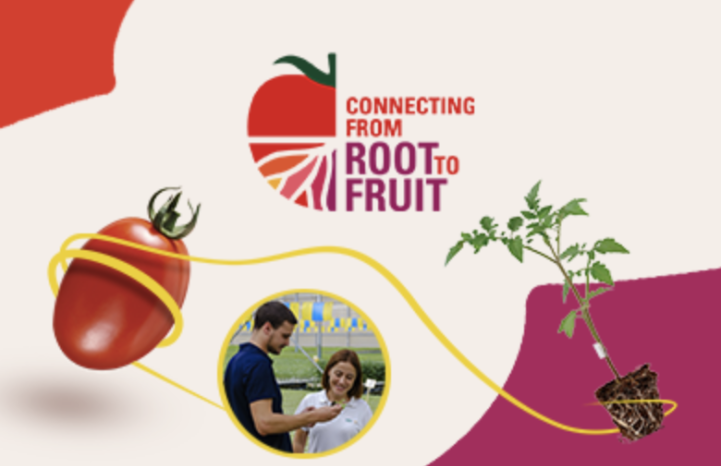 Conectando de la raiz al fruto