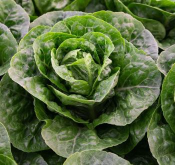 Kalbelia