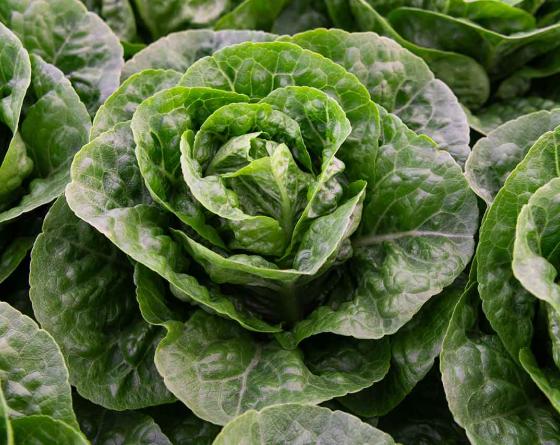 Kalbelia